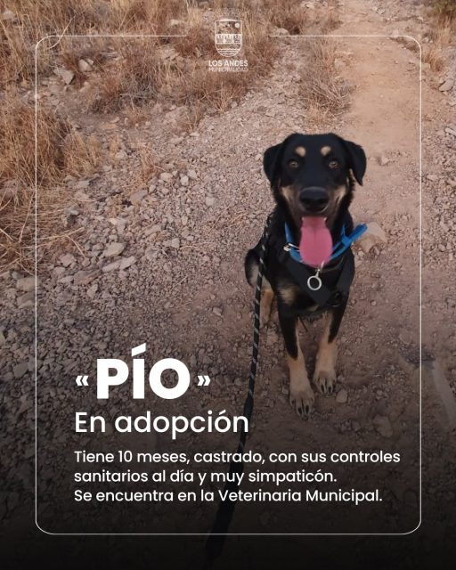 Viernes de #AdoptaUnAmigo… Pío busca una segunda oportunidad 🐶 Tiene 10 meses, está con todos sus controles al día y solo espera una familia que le entregue cariño. Anímate a acompañarlo en sus paseos y aventuras ❤️