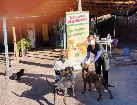 Veterinaria Municipal de Los Andes desarrolla esterilizaciones gratuitas enfocadas en animales abandonados