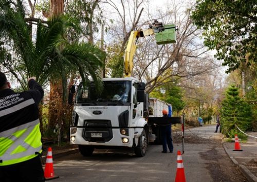 Municipio andino realiza poda de gran altura para prevenir emergencias