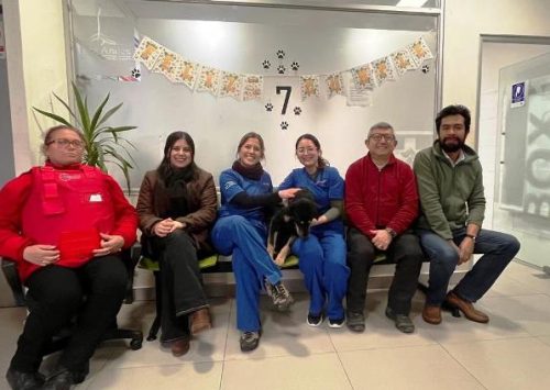 Clínica Veterinaria de Los Andes celebra siete años superando las 15 mil prestaciones veterinarias y ampliando su atención a urgencias